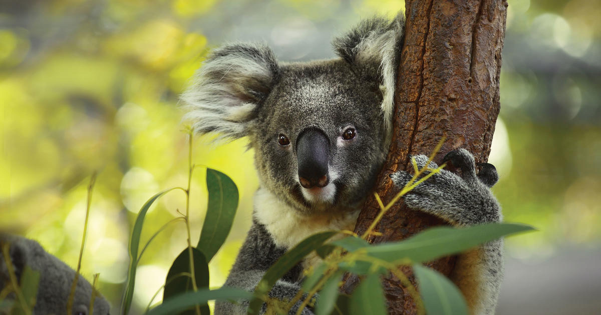 A home among the gum trees Taronga Conservation Society Australia